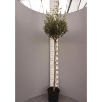 Olive Cipressino Stämmchen gedreht-  Stammhöhe 100cm