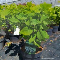 Schneeball-Hortensie Annabelle 40-50cm