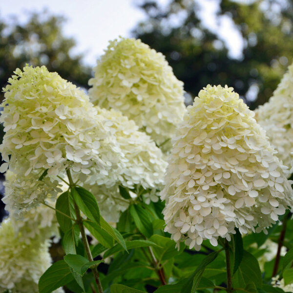 Rispen-Hortensie Limelight 60+cm im C3