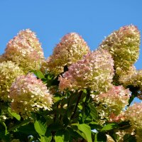 Rispen-Hortensie Limelight 60+cm im C3