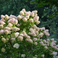Rispen-Hortensie Limelight 60+cm im C3