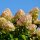 Rispen-Hortensie Limelight 60+cm im C3