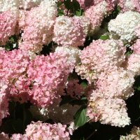 Rispen-Hortensie Vanille Fraise 80-100cm
