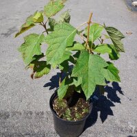 Eichenblatt-Hortensie im C3