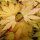 Fächerahorn Orange Dream 125-150cm