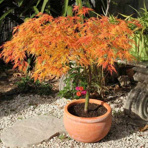 Japanischer Schlitzahorn Dissectum 40-50cm