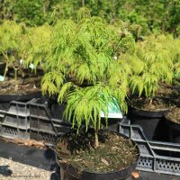 Japanischer Schlitzahorn Dissectum 40-50cm