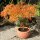 Japanischer Schlitzahorn Dissectum 40-50cm