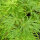 Japanischer Schlitzahorn Dissectum 40-50cm