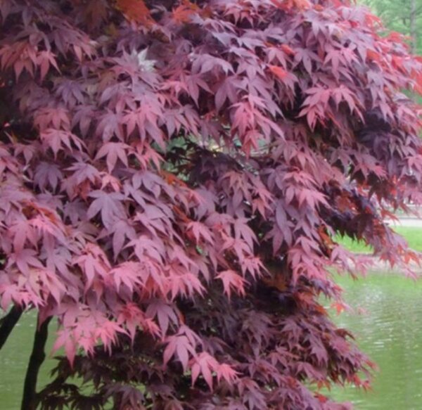 Rotblättriger Fächerahorn Atropurpureum 125-150cm