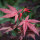Rotblättriger Fächerahorn Atropurpureum 125-150cm