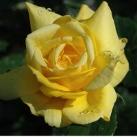 Beetrose Allgold im C5