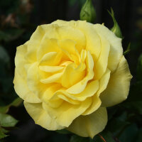 Beetrose Friesia im C5