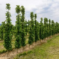 Säulenapfel Green Sensation 80cm +