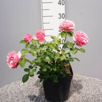 Beetrose Leonardo da Vinci im C5