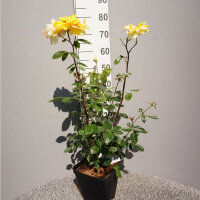 Kletterrose Golden Showers®