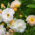 Kletterrose Ghislaine de Feligonde im C6,2