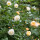 Kletterrose Ghislaine de Feligonde im C6,2