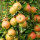 Apfel Jonagold® Halbstamm