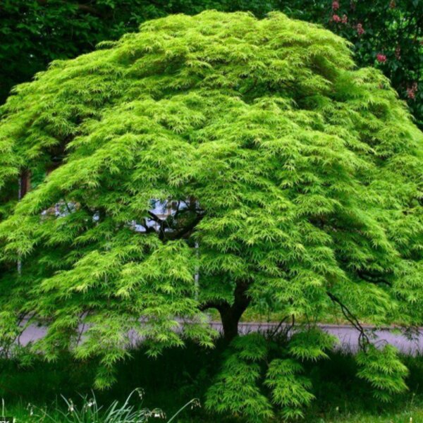 Fächerahorn Emerald Lace 150-175cm im C30