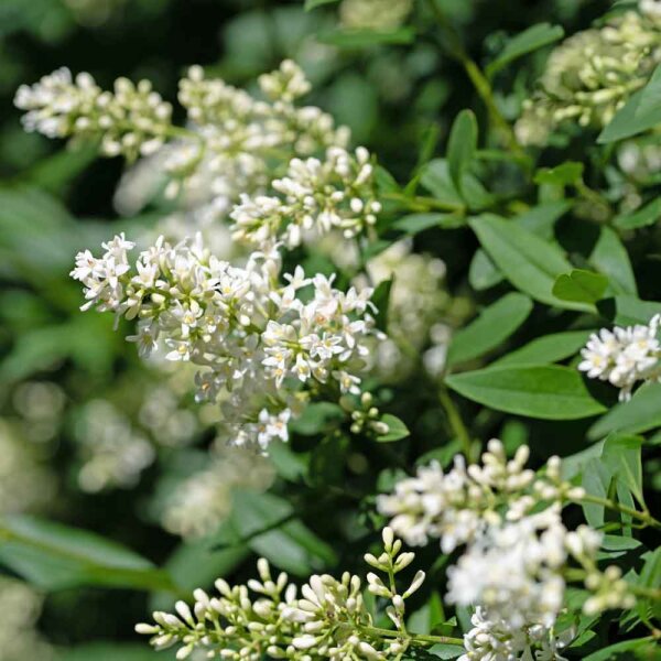 sarcococca confusa plant Sarcococca confusa main image 0