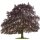 Blutbuche Atropunicea 130-150cm im 5l Topf