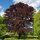 Blutbuche Atropunicea 130-150cm im 5l Topf