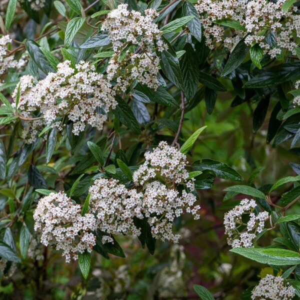 Prager Schneeball 125-150cm