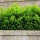 Hecken-Eibe Hicksii 50-60cm am Ballen