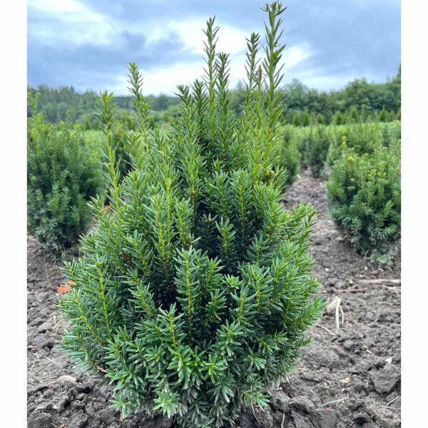 Taxus baccata 'Hillii'  Immergrne Eibe fr Hecken & Garten, 7,90