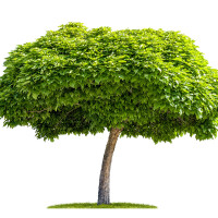 Kugel-Trompetenbaum Nana Stammhöhe 150cm | 8-10cm Stammumfang im Co