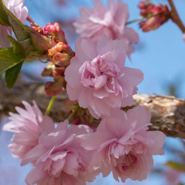 Hängende Nelkenkirsche Kiku-shidare-zakura Stammhöhe 120cm | 6-8cm Stammumfang im Co