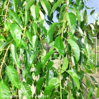 Hängende Nelkenkirsche Kiku-shidare-zakura Stammhöhe 120cm | 6-8cm Stammumfang im Co