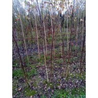 Heimische Birke mehrstämmig 200-250cm am Ballen
