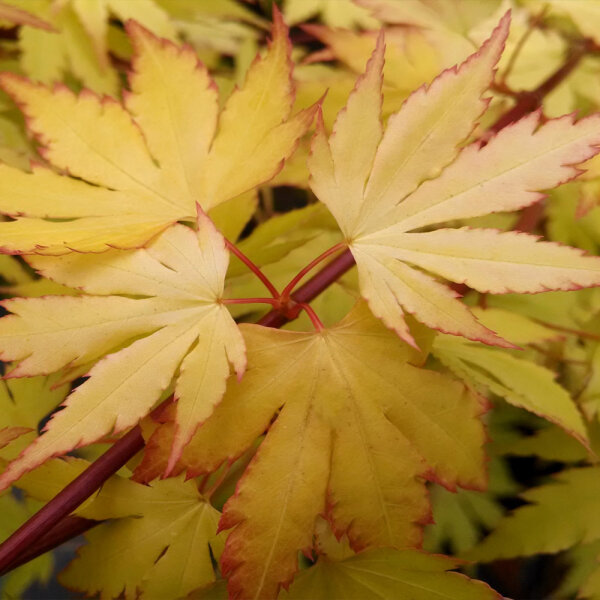 Fächerahorn Orange Dream 100-125cm im C15