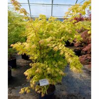 Fächerahorn Orange Dream 100-125cm im C15