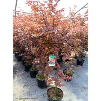 Fächerahorn Skeeters Broom 80-100cm