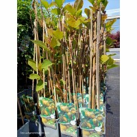 Kiwi selbstfruchtbar Jenny 70cm+ aufgebunden