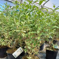 Schmetterlingsstrauch Fascination 100-125cm