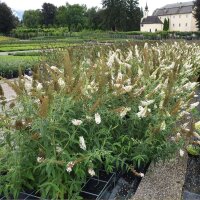 Schmetterlingsstrauch White Profusion 100-125cm