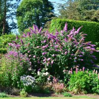 Schmetterlingsstrauch White Profusion 100-125cm