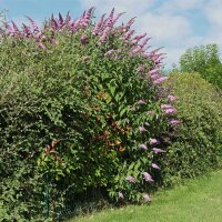 Schmetterlingsstrauch White Profusion 100-125cm