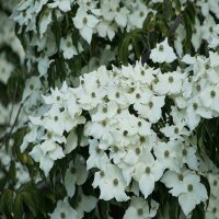 Chinesischer Blumen-Hartriegel 150-175cm