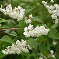 Sternchenstrauch Pride of Rochester 80-100cm