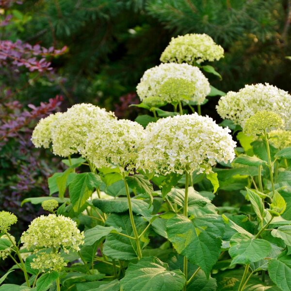 Schneeball-Hortensie Annabelle 80-100cm