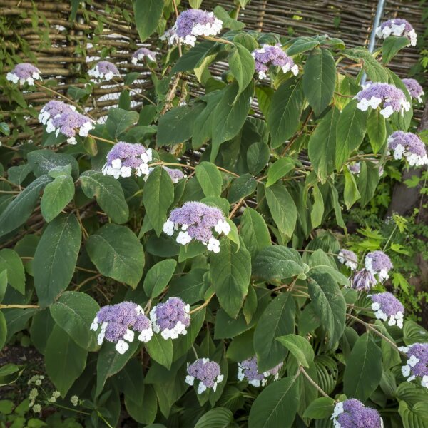 Samt-Hortensie 60-80cm