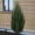 Blauer Raketenwacholder Blue Arrow 50-60cm