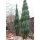 Blauer Raketenwacholder Blue Arrow 50-60cm