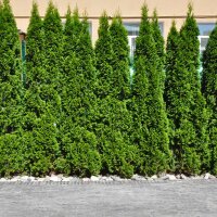 Thuja Smaragd 125-150cm am Ballen