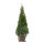 Thuja Smaragd 125-150cm am Ballen